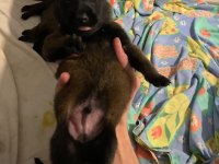 Knpv Çalışma Hattı Belçika Malinois Yavruları
