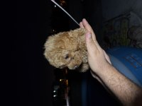 TOY POODLE 2 AYLIK TUVALET EĞİTİMİ VE AŞILARI TAM