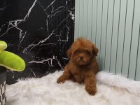 Maltipoo yavrular sizi bekliyor