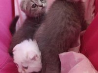 Baba Scottish Fold Anne British Shorthair YAVRULARI