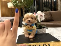 O dil hep dışarıda muhteşem surat maltipoo oğlum Rico