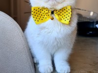 Kar beyazı british shorthair