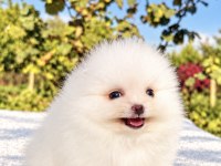 MİNİCİK POMERANİAN BOO KÖPEĞİ