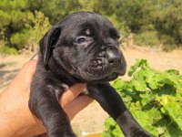 SAFKAN Cane Corso yavrularımız