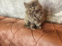2 aylık dişi british longhair yavrumuza yuva arıyoruz