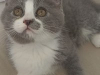 British Shorthair kedisi sahiplendirme
