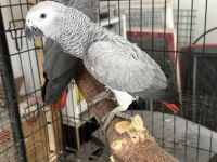 BEBEK JAKO PAPAĞANLARI