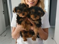 Sevimli Yorkshire Terrier Yavrularımız