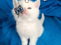 British shorthair 2 aylık dişi ve erkek