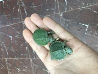 KIRMIZI YANAK SU KAPLUMBAĞALARIM TOSPİK İLE SAŞA