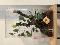 Crested gecko subadult