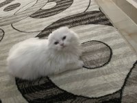 6 aylık erkek scottish fold