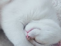 9 Aylık Beyaz Golden blue point kısır british shorthair