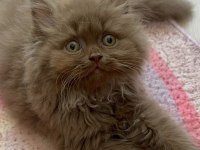 British Longhair Cinnamon