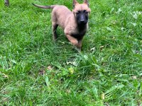 Belçika kurdu (Malinois)