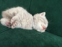 erkek blue golden british shorthair