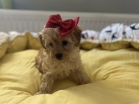 Güzel bebeğimiz Maltipoo