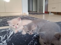 3 yavru british kedimiz sahiplendirilecektir