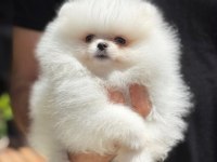 Pomeranian Boo Yavrular