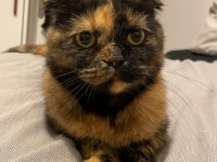 3 Yaşında Scottish Fold Kızımız Ücretsiz