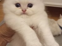British longhair pamuk bebişe yuva arıyorum