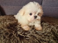 2.5 aylık orijinal kore maltese