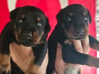 FCI Şecereli King Doberman Yavrular