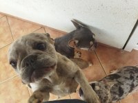 Ücretsiz sahiplendirme french bulldog