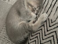 56 günlük british shorthair çok uysal
