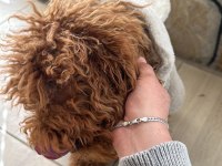 Toy poodle 6 aylık