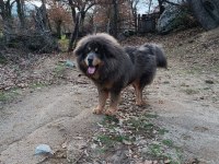 Dünyanın En Değerli Köpeği Tibet Mastifi