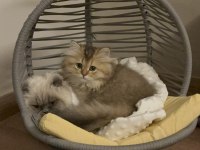 Ücretsiz sahiplendirme 3 aylık british longhair
