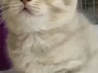 Sevimli British Shorthair Yavrular