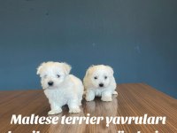 Kar Beyaz Orjinal Maltese Terrier Yavruları Fenomen Pets