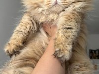 British Longhair (BLH) By 11 Erkek