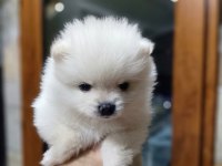 EVİMİZİN KIZININ POMERANİAN BEBEKLERİ