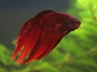 Rengarenk Grand Betta Balıkları Adana