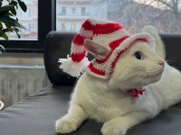 Yakışıklı kedimiz Pati sahiplendiriyorum