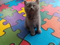 Safkan Gri British Shorthair Bebişlerimiz