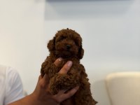Kore Toy Poodle Bebekler Sahibini Bekliyor