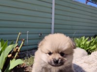 Kaliteli Pomeranian Yavrular Acil