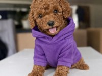 Micro Teddy Bear Toy Poodle