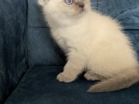 Şeker gibi top kafa scottish fold yavrumuz