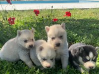 Üst kalite safkan husky yavruları