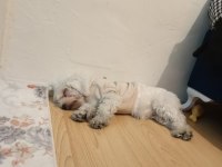 11 aylık köpeğimiz Lucky