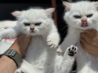 ziyarete açık beyaz mavi gözlü british shorthair 