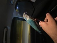 Full evcil el besleme konur papağanlar bilezikli