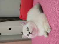 SAFKAN BRİTİSH YAVRU