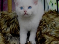 British Shorthair Yavru Kedimiz