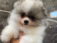 Teacup pomeranian